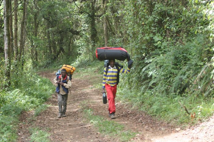 Forststra&szlig;e zur Machame Hut 2990m