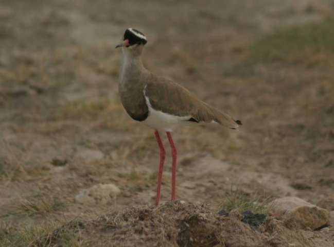 Amboseli NP