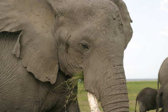 Amboseli NP