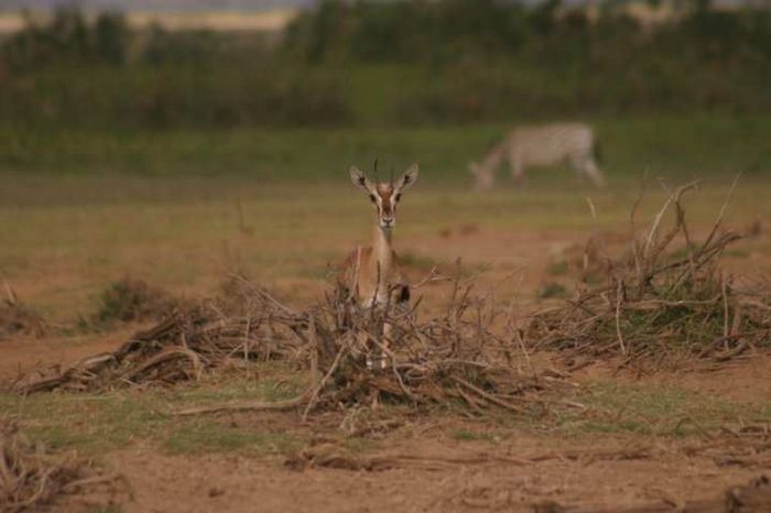 Amboseli NP