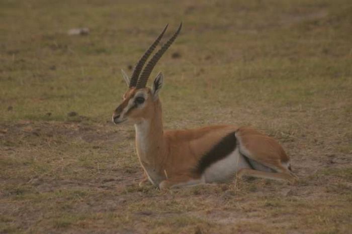 Amboseli NP