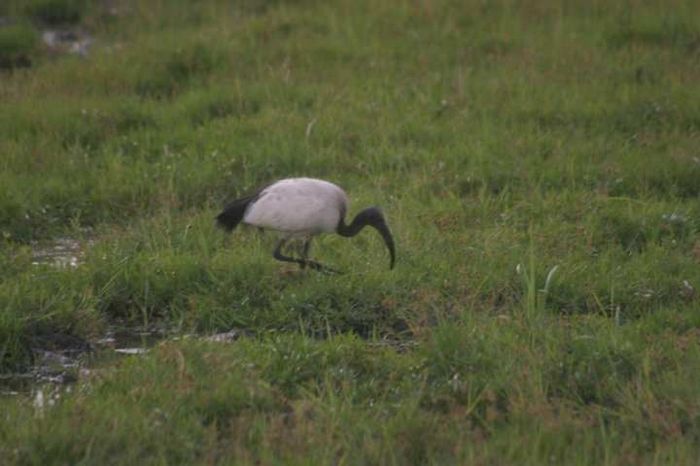 Amboseli NP