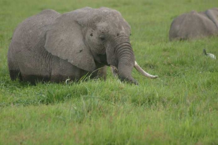 Amboseli NP