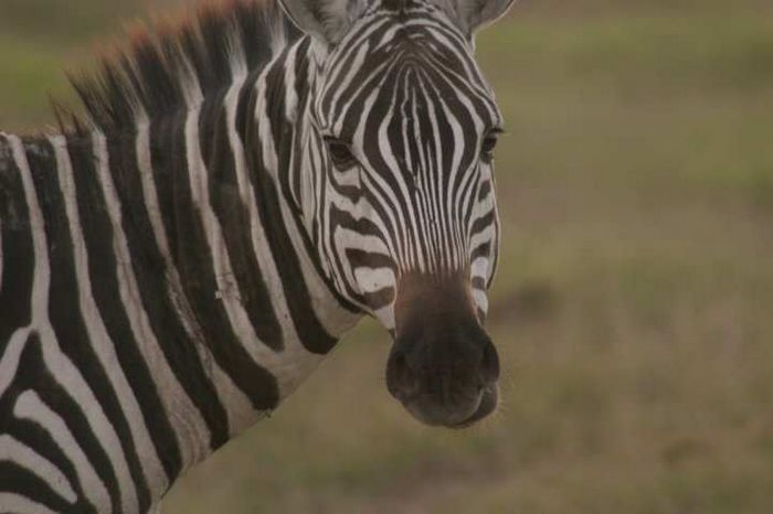 Amboseli NP