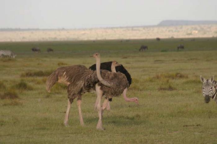 Amboseli NP