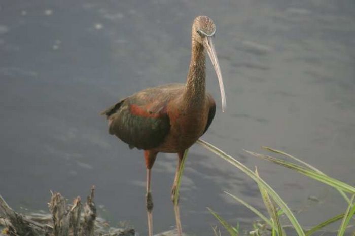 Amboseli NP