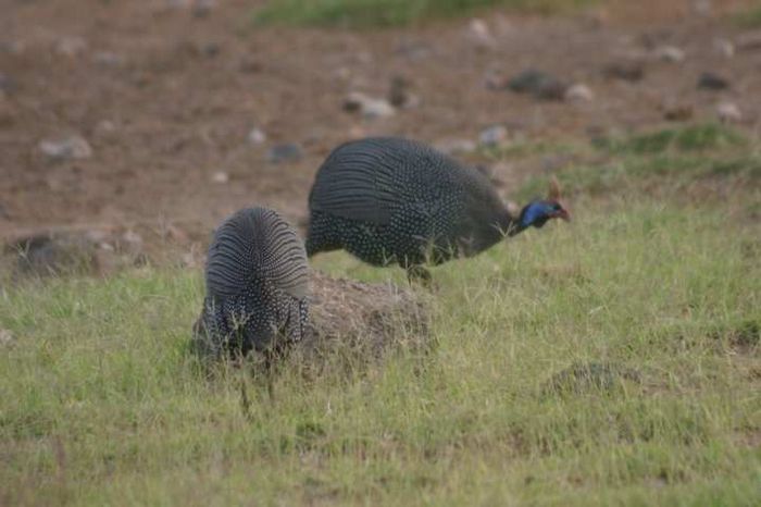 Amboseli NP