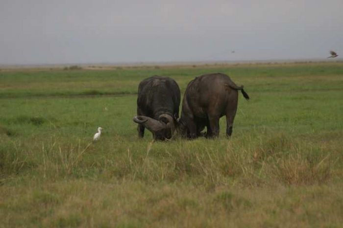 Amboseli NP