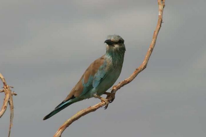 Amboseli NP