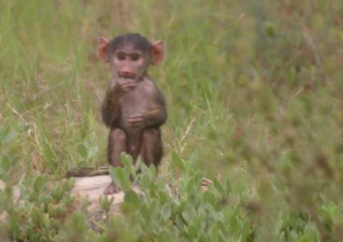 Amboseli NP