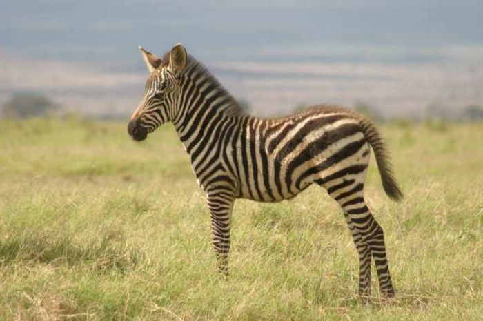 Amboseli NP