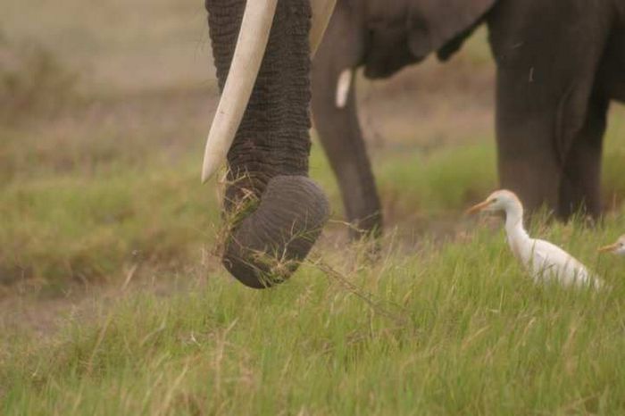 Amboseli NP