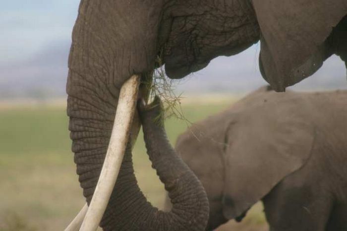 Amboseli NP