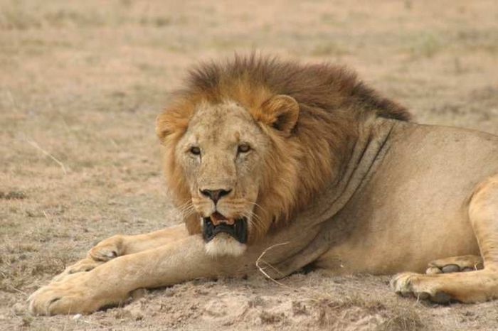 Amboseli NP