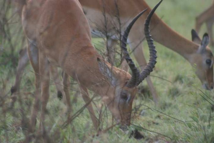 Nairobi NP