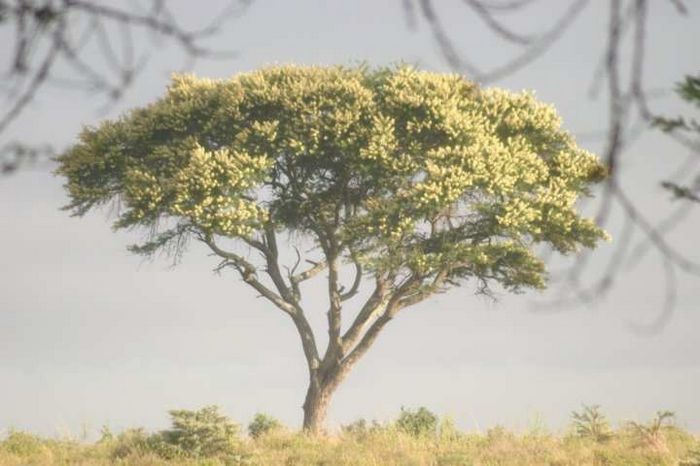 Nairobi NP