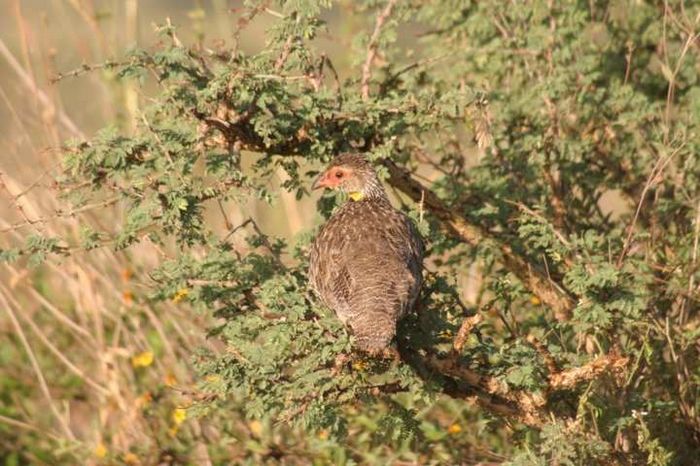 Nairobi NP