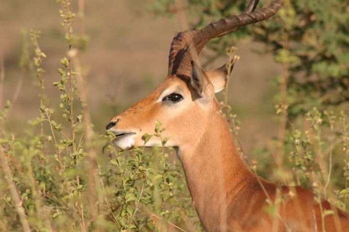 Nairobi NP