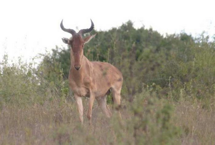 Nairobi NP