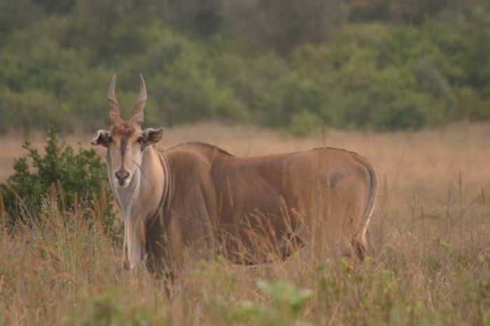 Nairobi NP