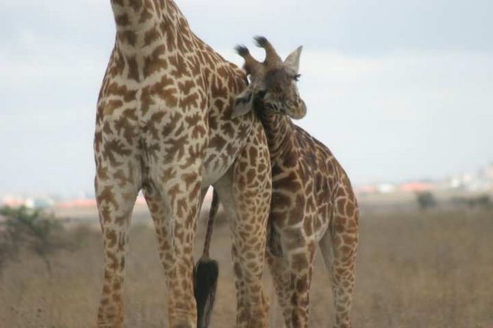Nairobi NP