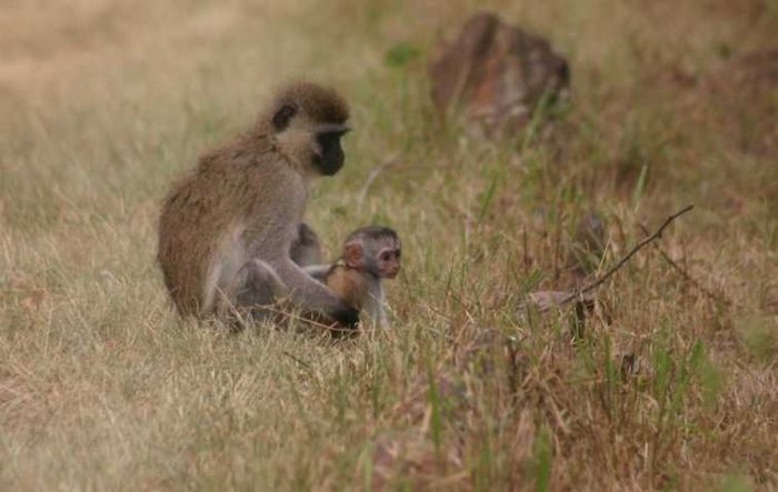 Nairobi NP