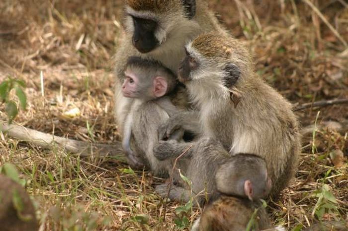 Nairobi NP