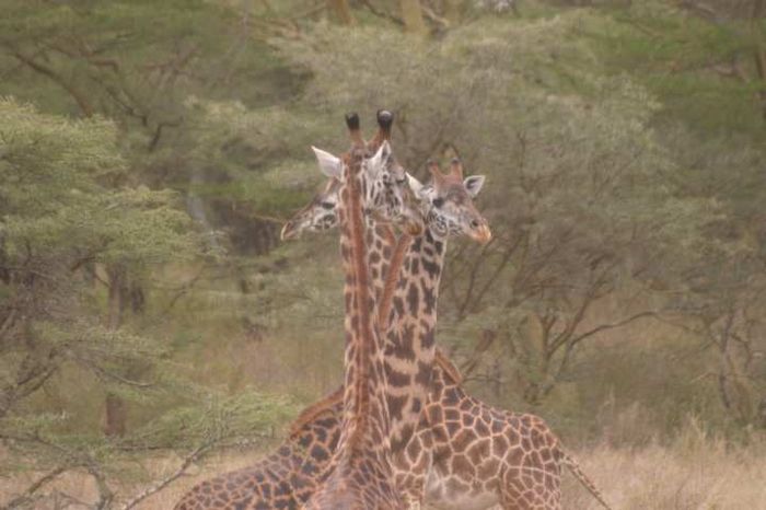Nairobi NP