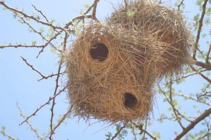 Webervogelnest