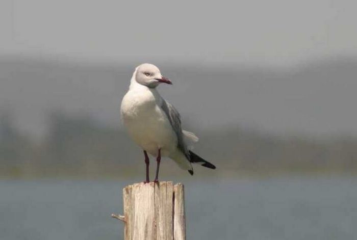 Lake Naivasha