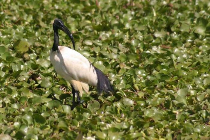 Lake Naivasha