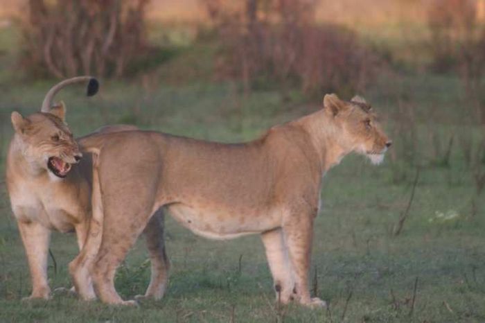Masai Mara Game Reserve