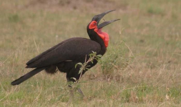 Masai Mara Game Reserve