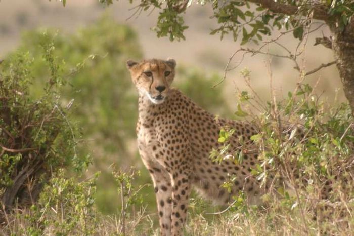 Masai Mara Game Reserve