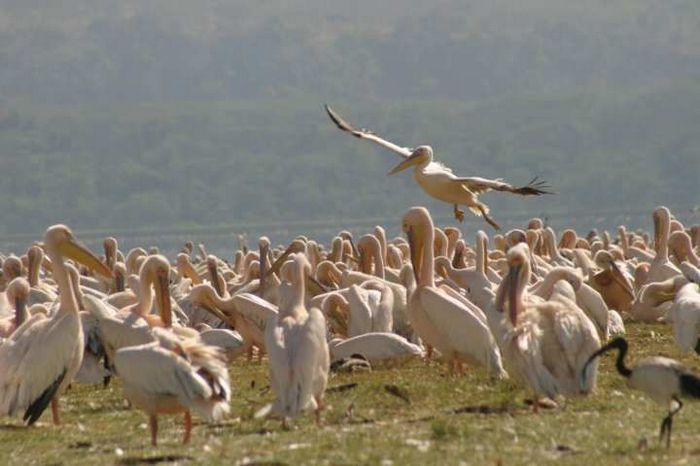 Lake Nakuru NP