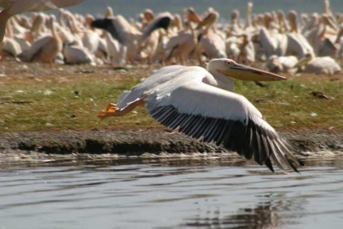 Lake Nakuru NP