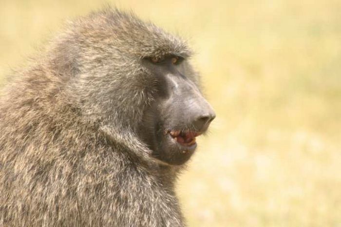 Lake Nakuru NP