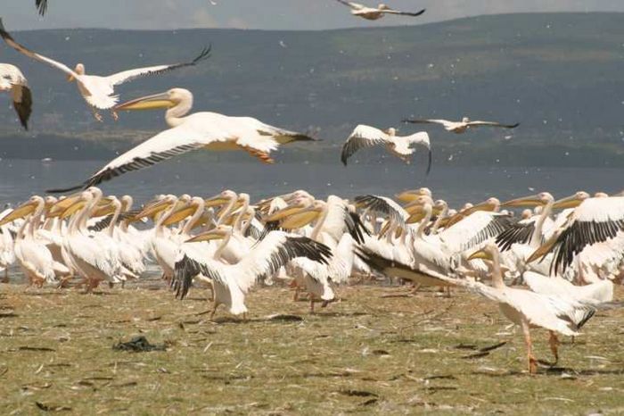 Lake Nakuru NP