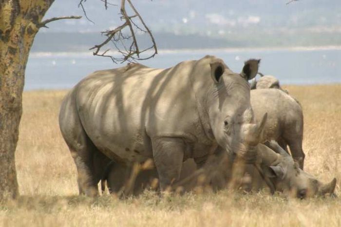 Lake Nakuru NP