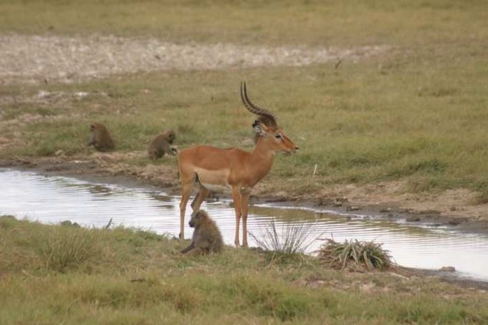 Lake Nakuru NP