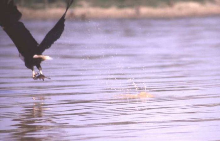 Lake Baringo