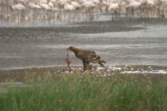 Lake Bogoria NP