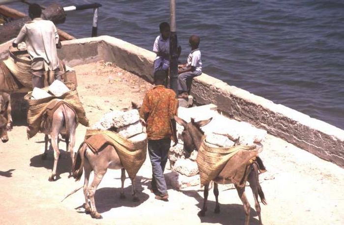 Lamu