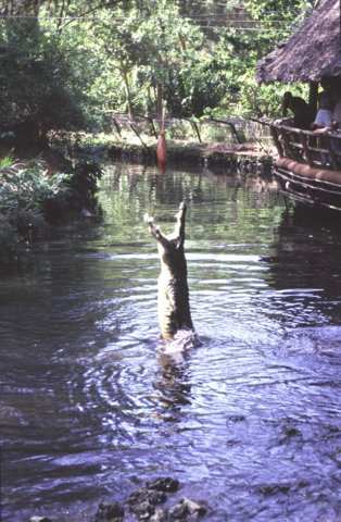 Bamburi Nature Trail