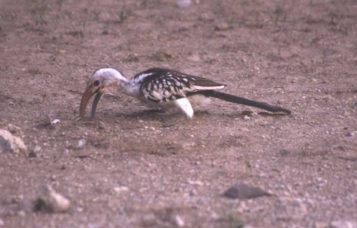 Marsabit NP