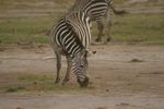 Amboseli NP