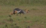 Amboseli NP