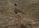 Amboseli NP