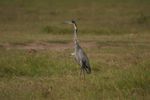 Amboseli NP