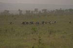 Amboseli NP